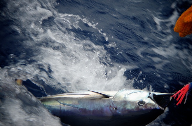 SoPac En Route Tuna Fish.JPG (146106 bytes)